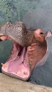 Fiona’s famous ear wiggle! The most famous ear wiggle in the world! | Cincinnati Zoo & Botanical Garden
