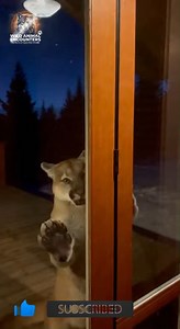 1.6M views · 17K reactions | POV: You're in a remote cabin and a cougar just decided your sliding door is its next meal. The sound of it hitting the glass was terrifying. What would you do? #wildlife #WildAnimalEncounters #MountainLion #Cougar #CabinAttack #USA_Canada | Wild Animal Encounters | Facebook