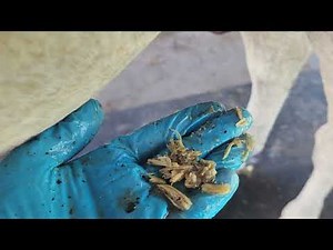Natural horse sheath cleaning. wellness for your horse