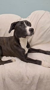 5.6K views · 113 reactions | ADOPTED殺殺殺殺POPPY  5.5 mo little girl. We are working on basic commands, crate training and leash training. Please contact Toni at 412-651-5613 with questions and fill out an application at the link below. Adoptions to Southwestern PA only. We are an all volunteer based Nonprofit, kennel license #18143 https://form.jotform.com/221147319747055 | Pet Adoption League | Facebook