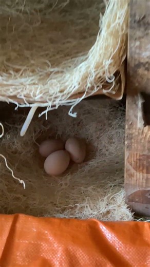 🧓🏻 Egg Collecting w/New Nesting 🪹 !!