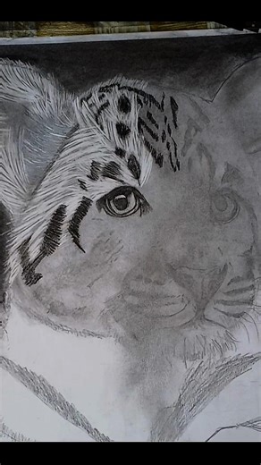 Cute Baby Panther Realistic Drawing ✍️ | A3 Size Art #shorts #youtubeshorts