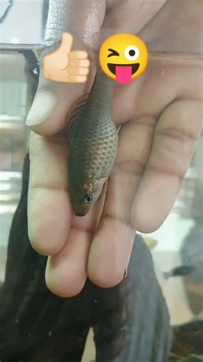 gappy fish #fish #fishvedio #fishshorts