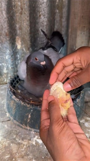 pigeons time 47 #shorts #shortvideo #shortsfeed #shortsYouTube #pigeon #birds