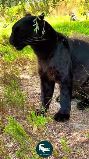 Melanistic Leopard 🖤🐆 The Phantom Cloaked in Darkness
