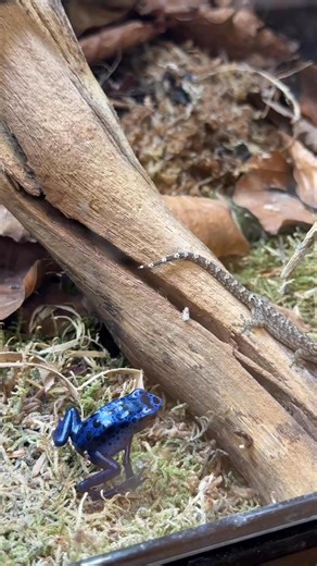 1.4K views · 25 reactions | Have you seen our communal Mourning Gecko...