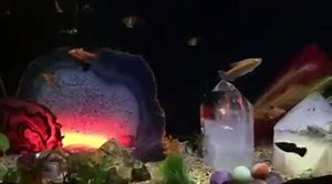 33 reactions · 6 comments | We've added new fish to our beautiful aquarium, they love swimming around all the crystals. ❤️ | The Crystal Caves | Facebook