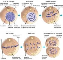 Fases de la mitosis