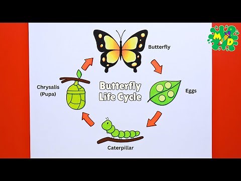 Life Cycle of Butterfly Drawing | How to Draw the Life Cycle of Butterfly - Step by Step