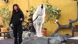White Arctic wolf shows off at San Diego Zoo.