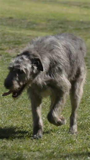 Meet The Irish Wolfhound: Gentle Giant Of Dogs 🐾💚 | Dogumentary TV