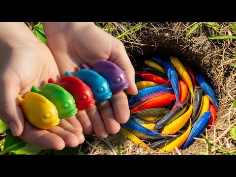 Catching Fancy Ornamental Fish In Small Pond, Carp, Discus, Koi, Guppy, Goldfish