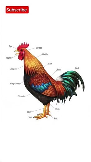 🐔 Know Your Chicken: Detailed Anatomy of Rooster