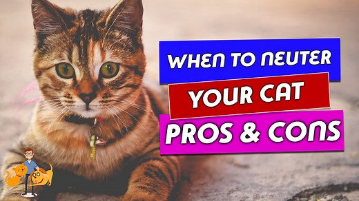 When Should You Neuter a Cat and Why: the risks and benefits — Our Pet's Health