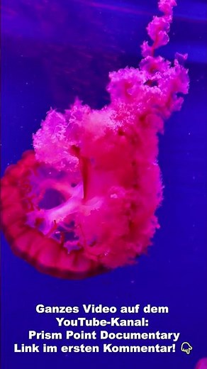 The Secret of the Deep: Why Jellyfish Are the Ocean's Most Fascinating Creatures..
