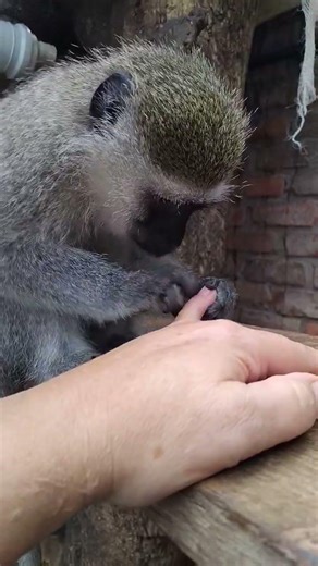 Baby Monkey Lollipop Intense Grooming And Lip Smacking Time! #asmr
