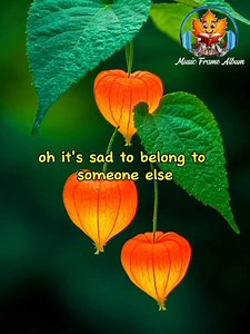 🌹It's Sad To Belong🌹 🌺 England Dan & John Ford Coley 🌺 lyrics | Music Frame Album