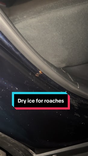 Effective Dry Ice Solutions for Roach Problems