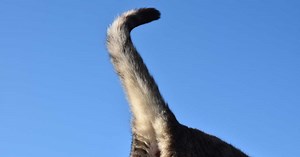 Pour quelle raison les humains n'ont ils plus de queue ?