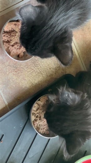 I love watching these fur babies grow ❤️