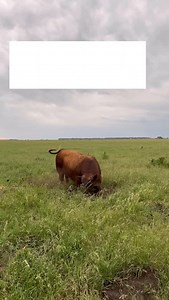 ¿Qué tener en cuenta al elegir un reproductor? 👀🐂 Para Santiago Debernardi, lo importante no es solo mirar al toro, sino entender el rodeo del que proviene, los criterios de selección que aplica la cabaña y la consistencia con la que los sostiene en el tiempo. 👉 Precocidad, fertilidad, adaptación y registros claros: esas son las bases que hacen la diferencia cuando hablamos de genética real. 🎬 Este video de Compacto 🐂 lo grabamos en @lostigreslafontaine , durante la filmación del Curso de M