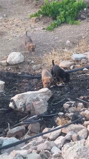 Watch These 7 Puppies Play Hide & Seek in the Vines! 🌾🐾