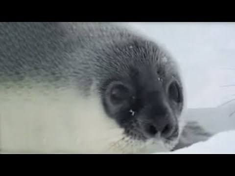 Cute Hooded Baby Seals | BBC Studios