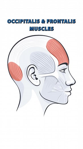 13K views · 201 reactions | The Occipitalis and Fronatlis Muscles...