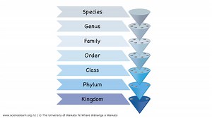 Classifying marine organisms