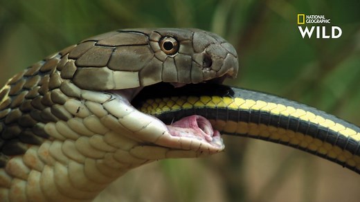 Chez le cobra royal, tout est colossal, surtout son appétit et les quantités de venin qu'il produit. Laissez-vous saisir par leur étreinte envoûtante dans Le mois des serpents, tous les mardis à 18.20 sur National Geographic Wild (canal 116), disponible avec Canal . | Nat Geo Wild France