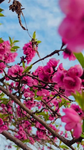 Peach Flower Aesthetic: Nature's Beauty