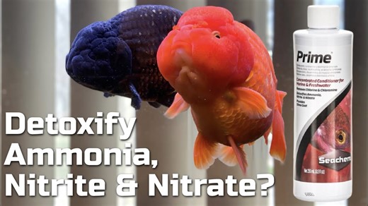 Prime vs. The Nitrogen Cycle: What Fishkeepers Need To Know