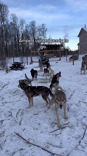 For anyone who thinks sled dogs are forced to run. It’s like taking your dog on a walk, except these dogs will pull you down and drag you for 30 miles 😆 #sleddog #dog #husky #alaska #workingdog