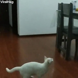 Cat misses table jump, crashes chair