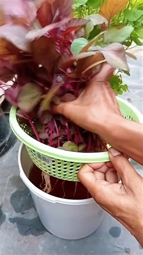 Grow Vegetables in Water: A Guide to Hydroponics