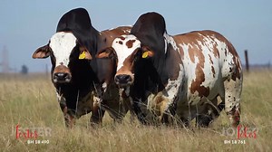 116K views · 11K reactions | Hurwitz Farming Boran Production Auction...