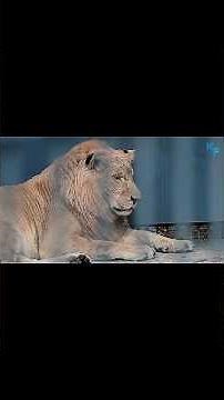 Liger: The Largest Big Cat Ever Discovered! 🦁🐯 #animalworld #animals