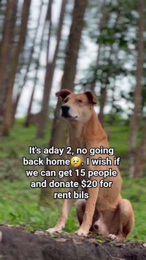 please consider donating though our PayPal link in bio