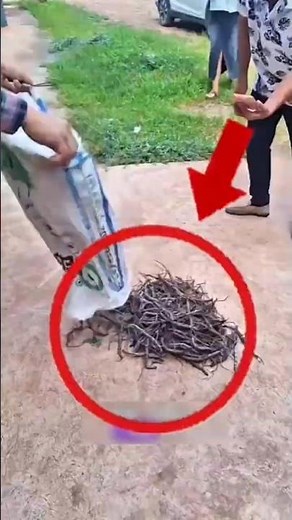 Moving Stick or Giant Insect? The Truth Will Shock You! 😱🪵 #viral #Nature #Animals