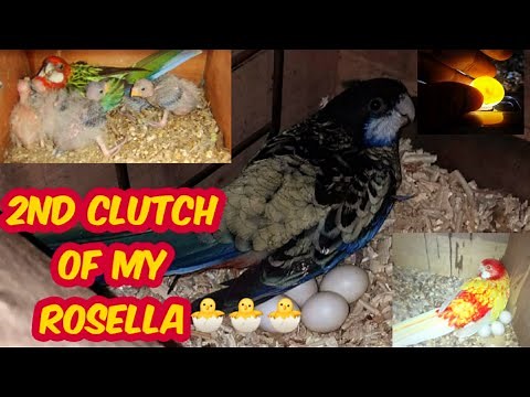 ROsella Breeding Setup / Rosella breed 2022