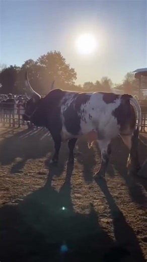 Giant Horn Cow# Loading on Truck | #Unbelievable Scene#