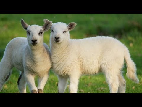 Top 5 Best Sheep Breeds For Meat, Wool and Milk Production| Smart Agri Hub
