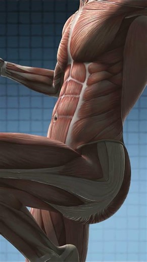 Muscular System