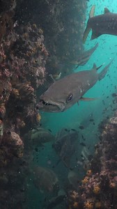 Teeth ( Pickhandle Barracuda ) | Ocean Reality Channel