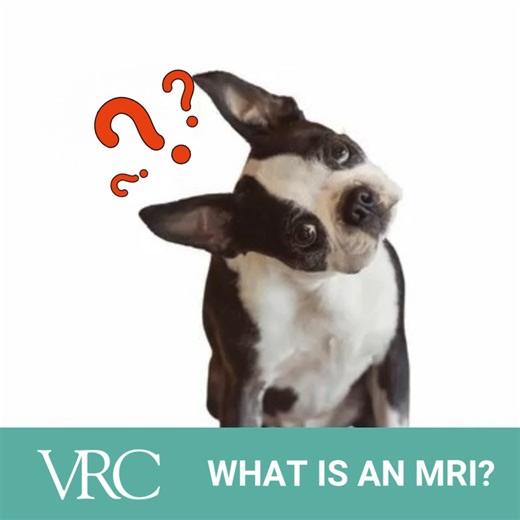 Ever wondered why your vet may recommend an MRI for your pet? MRI...