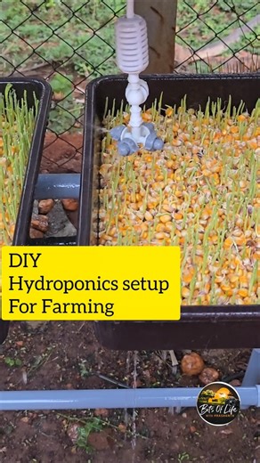 DIY Hydroponics ##bitsoflife #viral #farming #diy #hydroponics #plants #tamil #farmlife #trending