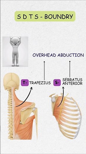 Remember Shoulder Joint Abduction in Seconds | Easy Anatomy tricks for Medical Students