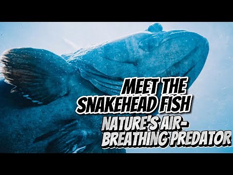 Meet the Snakehead Fish: Nature's Air-Breathing Predator