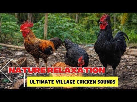 Natural Chicken Sounds | Deep Relaxation