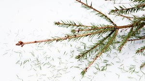 How to Clean up Christmas Tree Pine Needles Without Wrecking Your Vacuum